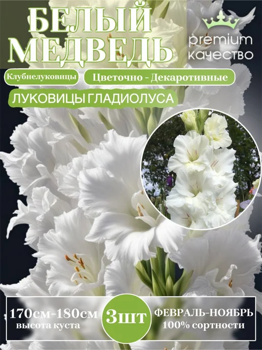 Гладиолус луковицы для посадки Белый Медведь, белый