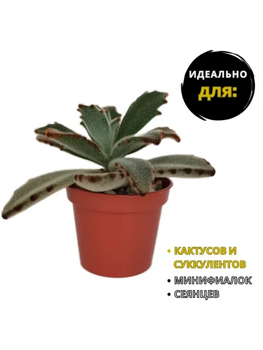 Горшок для цветов 4x5см 0 05л 10шт Коричневый, 4x5 см, 5 л, фото 2