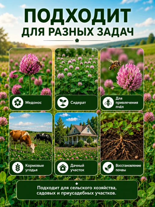 Клевер луговой семена для газона сидерат 1 кг, 1 кг, фото 2