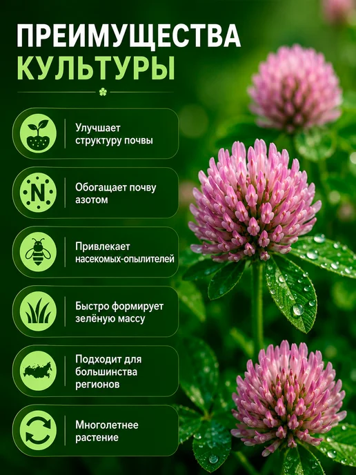 Клевер луговой семена для газона сидерат 1 кг, 1 кг, фото 3