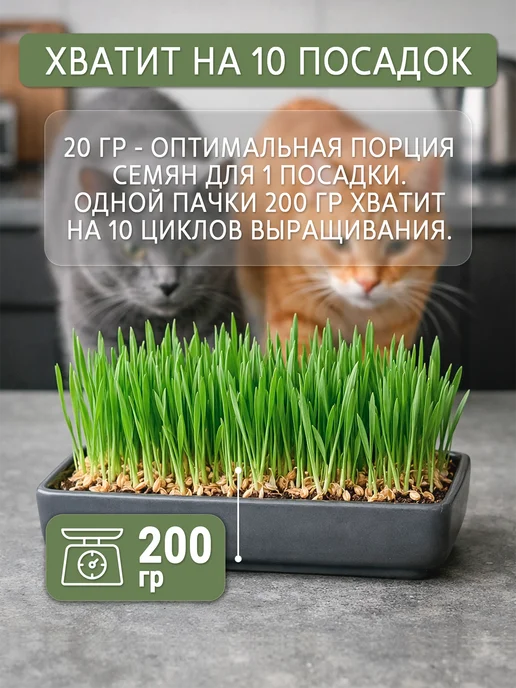 FoxyPixy Семена травы для кошек 200 г — смесь (пшеница, овёс, ячмень), 200 г, фото 2