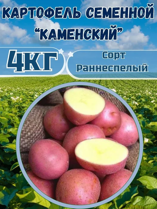 Садовник Кузя Картофель Семенной на посадку Каменский, красный, фото 2