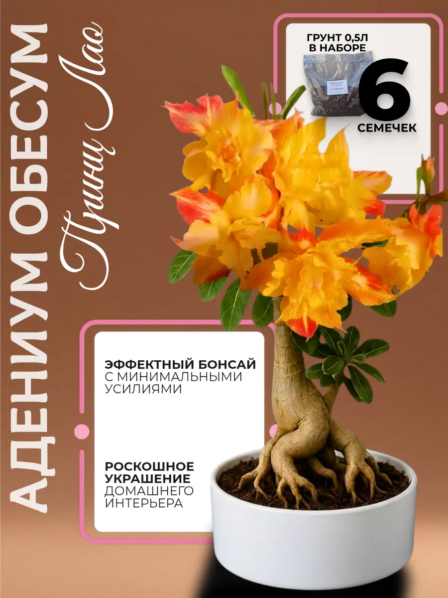 Семена адениум обесум 6 шт и грунт 0,5 л. Сорт Принц Лао