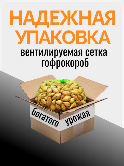 витамины для всей семьи Лук севок на посадку выборка Арзамасский 1 кг, 1 кг, фото 2