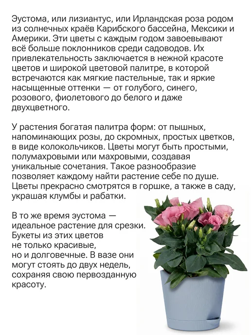 Окно в сад Ирландская роза (эустома) Набор для выращивания, вариант, фото 2