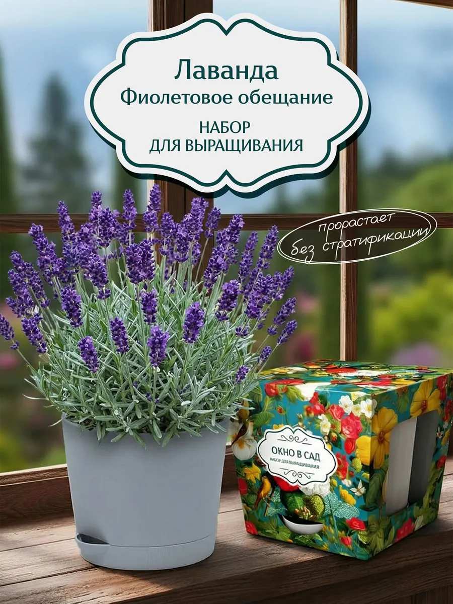 Лаванда фиолетовое обещание Набор для выращивания
