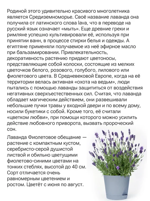 Окно в сад Лаванда фиолетовое обещание Набор для выращивания, фиолетовый, фото 2