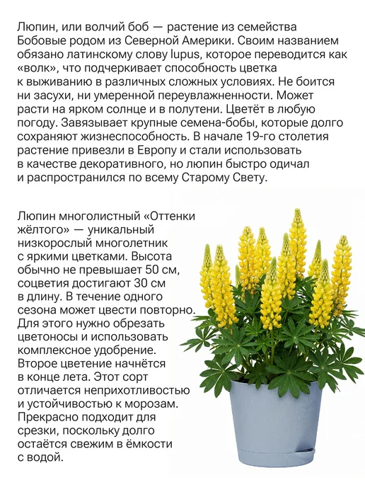 Окно в сад Люпин мини оттенки желтого Набор для выращивания, желтый, фото 2
