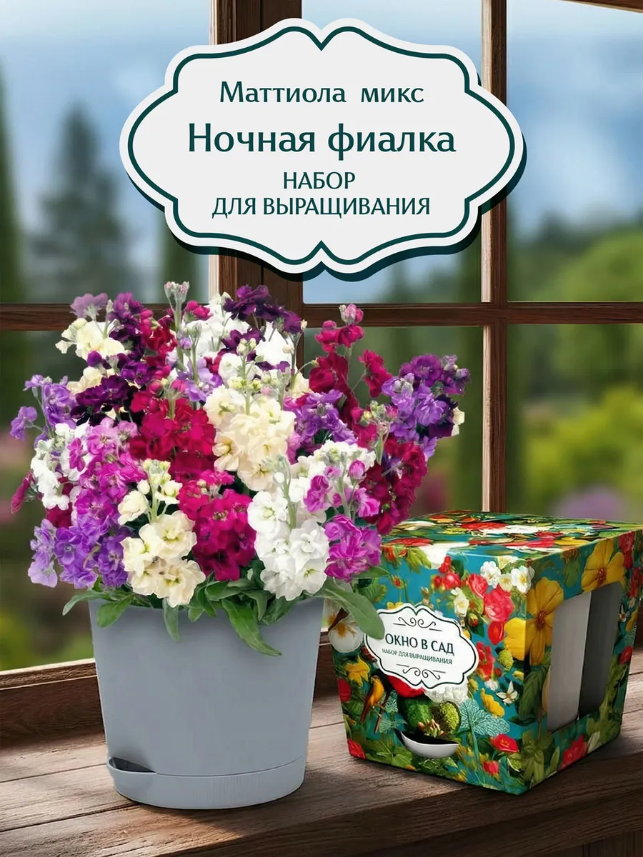 Ночная фиалка микс (маттиола) Набор для выращивания