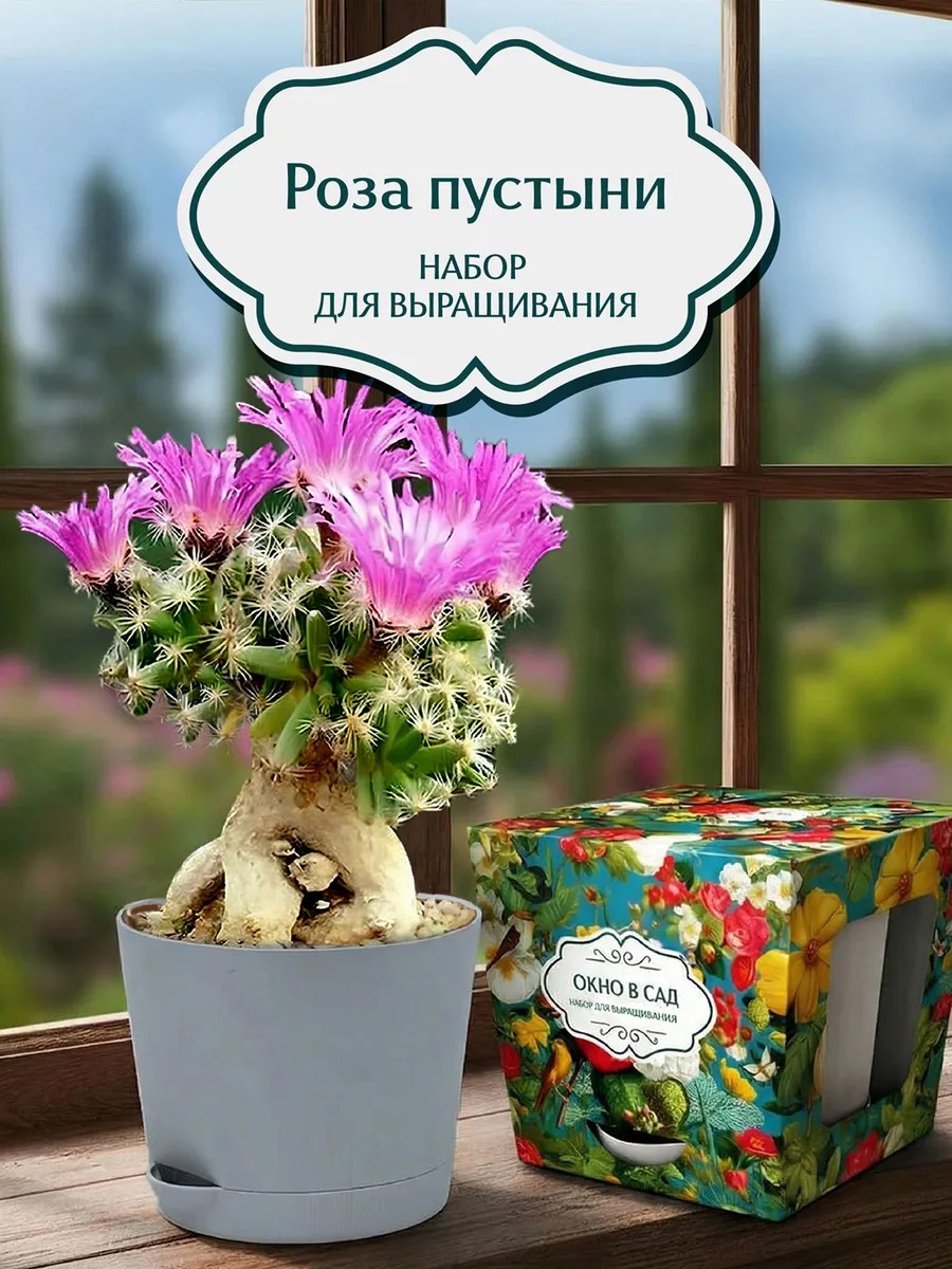 Роза пустыни Набор для выращивания