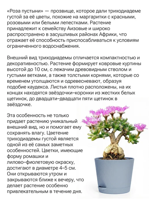 Окно в сад Роза пустыни Набор для выращивания, вариант, фото 2