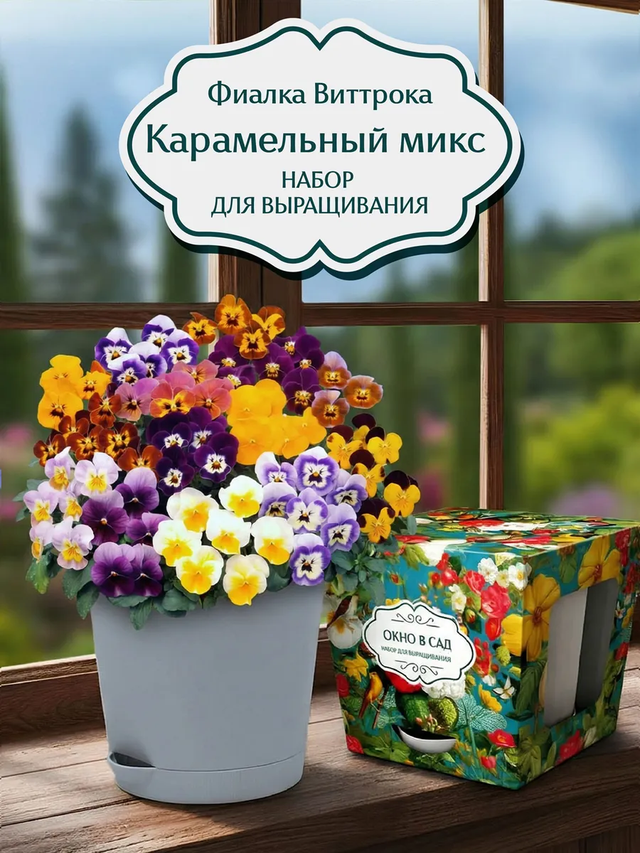 Фиалка Виттрока карамельный микс Набор для выращивания