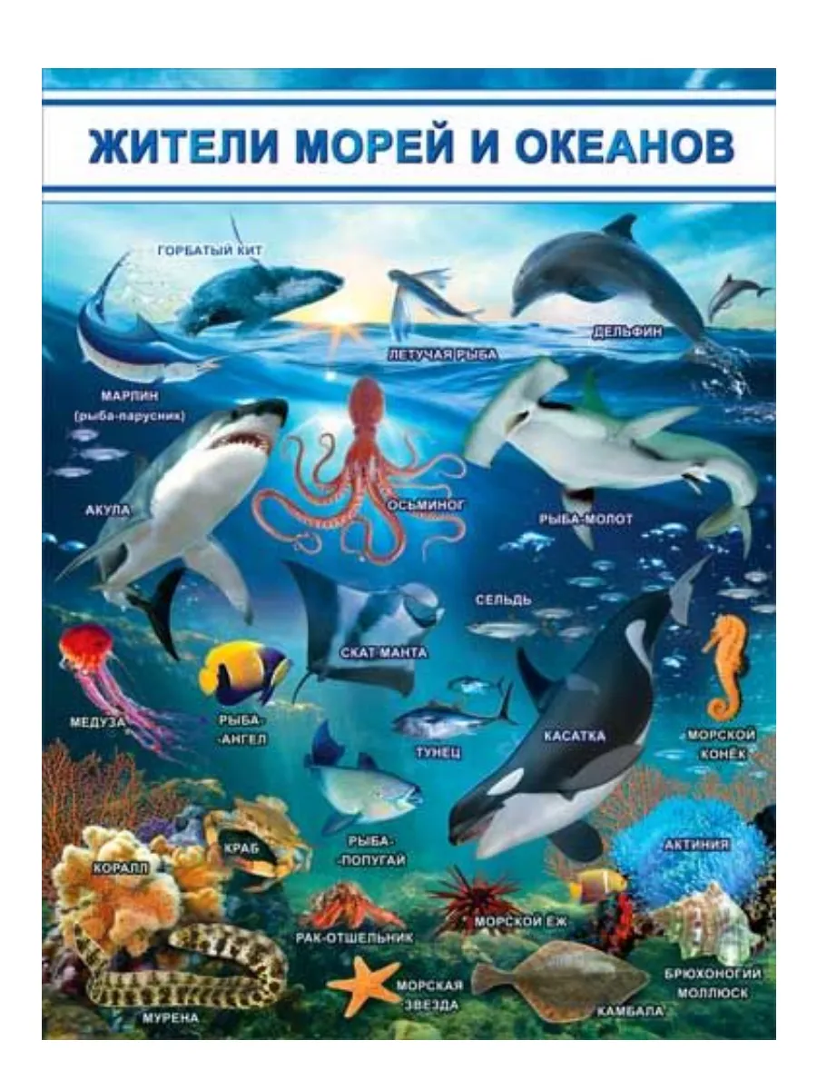 Плакат Жители морей и океанов А2 ф