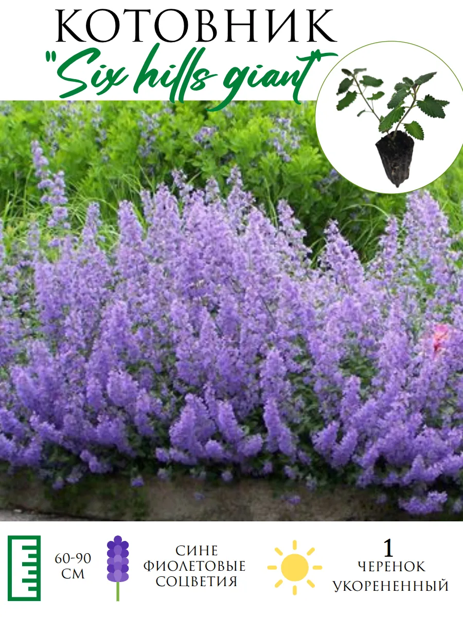 Котовник Фассена Six Hills Giant, черенок укорененный