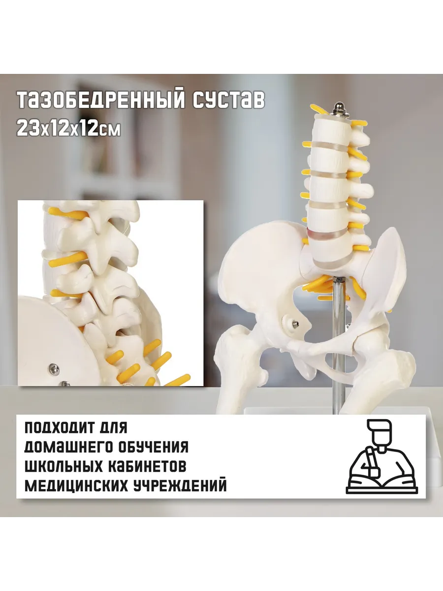 Анатомическая модель Макет поясничного отдела и тазобедренн
