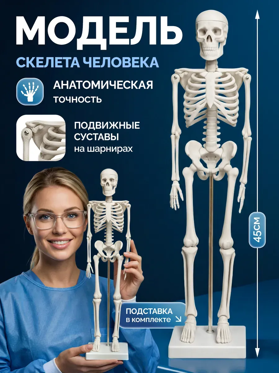 Модель скелета человека на подставке 45см