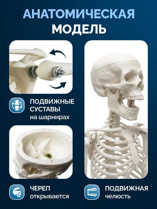 Дек Модель скелета человека на подставке 45см, вариант, фото 2