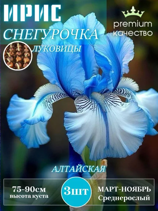 Луковицы Ириса Добрыня, голубой
