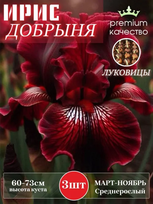 Луковицы Ириса Добрыня, черный