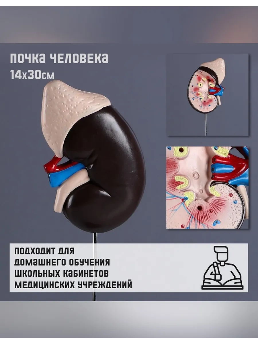 Анатомическая модель почки человека 14×30 см