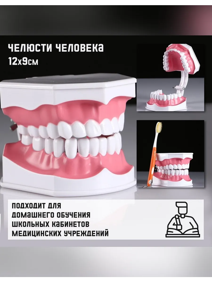 Анатомическая модель челюсти человека 12×9 см
