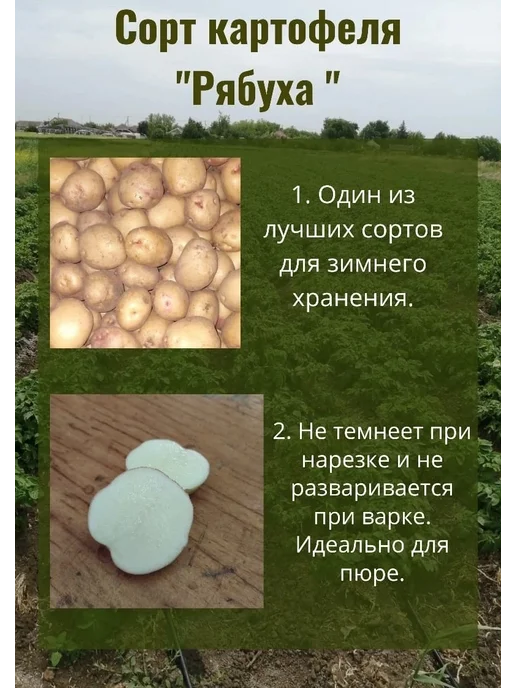 семенной картофель сорт "Рябуха" 1кг новый урожай размер 5+, 1 кг, фото 2