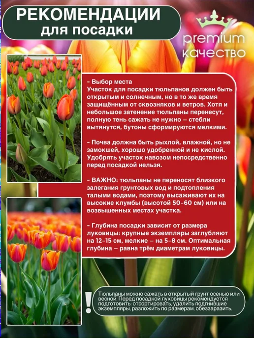 Луковицы тюльпан Блэк Джек, красный, фото 2