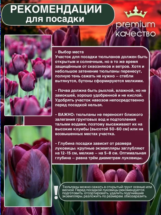 Луковицы тюльпан Блэк Джек, зеленый, фото 2
