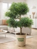 Хлорофитум (Семейное счастье) саженец GREEN TOWN 732853118 купить за 907 ₽ в интернет‑магазине Wildberries