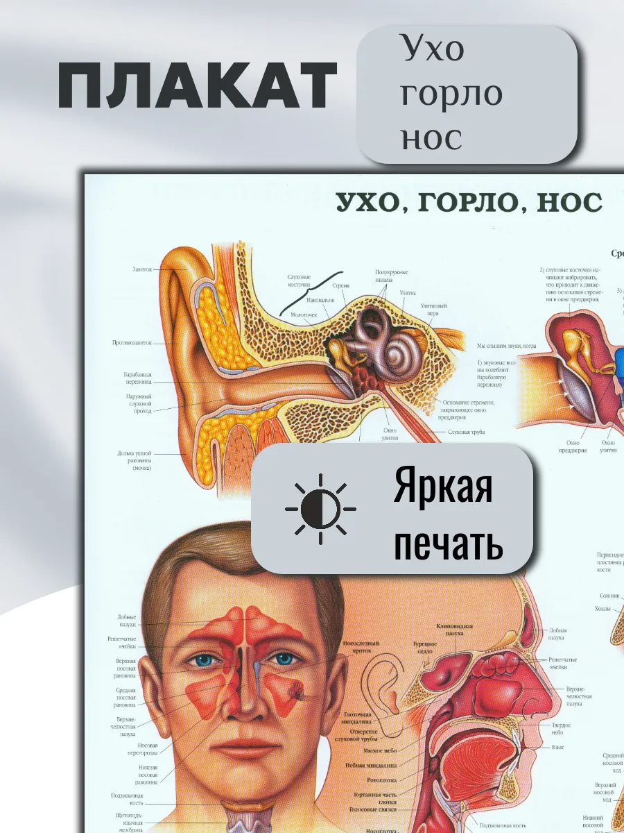 Постер формат А2 "Ухо, горло, нос"