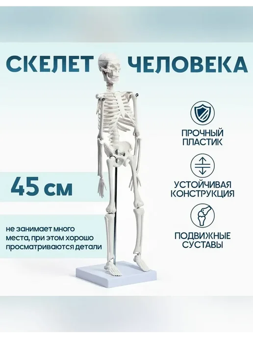 Сималенд Анатомическая модель скелета взрослого человека, вариант, фото 2