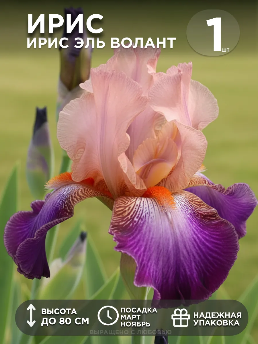 Ирисы луковицы многолетние цветы Эль Волант