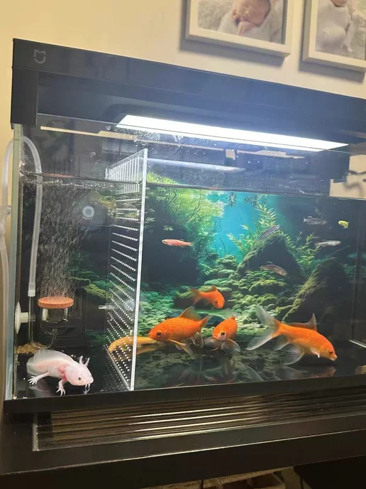 Разделитель для аквариума Mijia Smart Fish Tank Прозрачный, вариант, фото 8