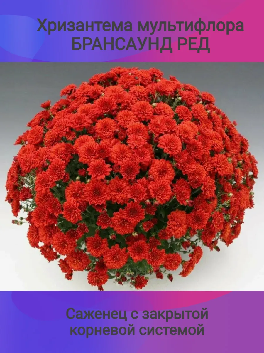 Хризантема мультифлора Брансаунд Ред