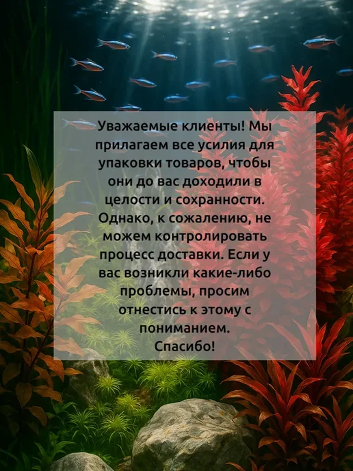 Людвигия аркуата меристемное аквариумное растение, красный, фото 6